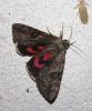 Catocala electa